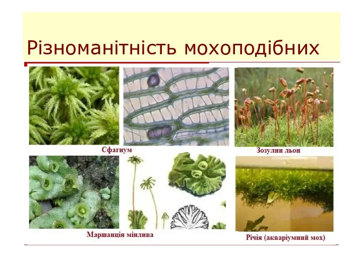 Різноманітність мохоподібних