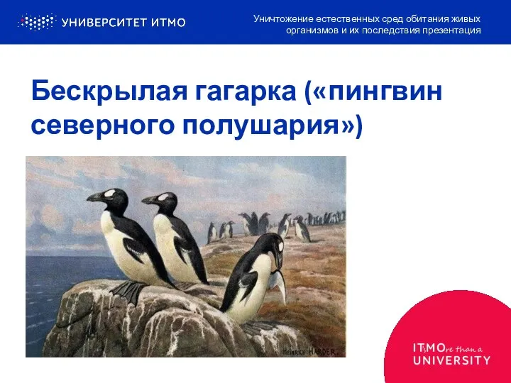 Бескрылая гагарка («пингвин северного полушария») Уничтожение естественных сред обитания живых организмов и их последствия презентация