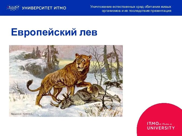 Европейский лев Уничтожение естественных сред обитания живых организмов и их последствия презентация