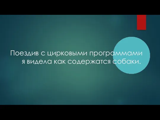 Поездив с цирковыми программами я видела как содержатся собаки.