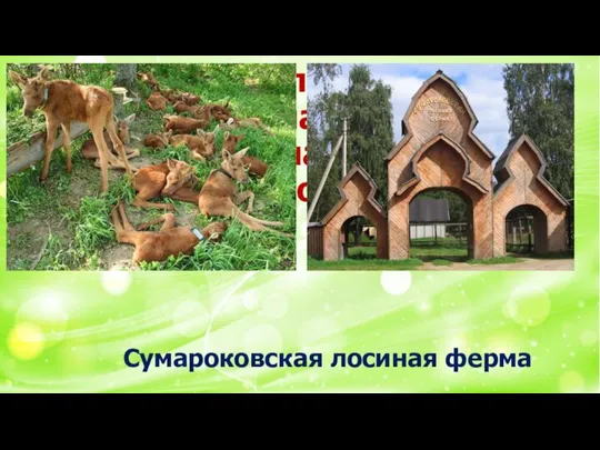Это уникальное место природы, находящееся в Сумароко единственное в России. Сумароковская лосиная ферма