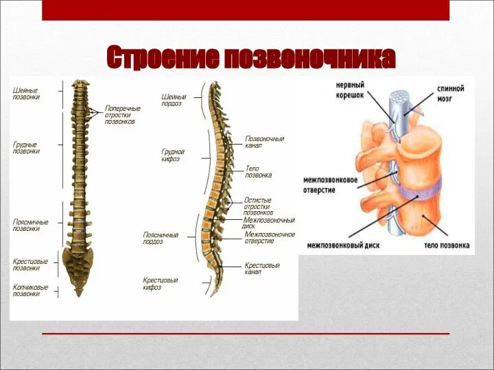 Строение позвоночника