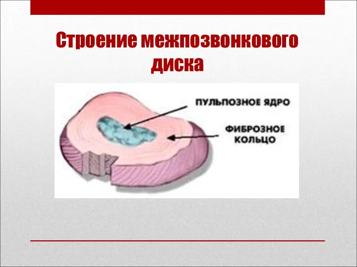 Строение межпозвонкового диска