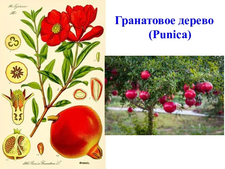 Гранатовое дерево (Punica)