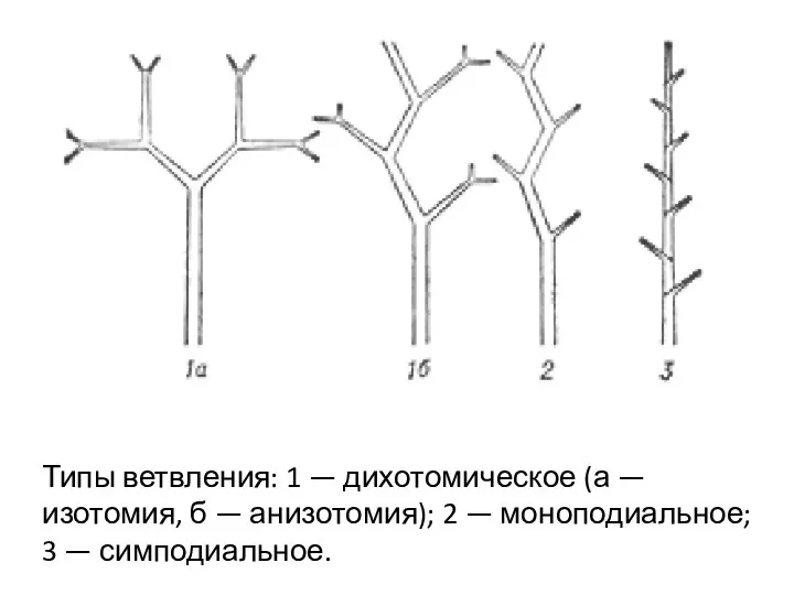 Типы ветвления: 1 — дихотомическое (а — изотомия, б — анизотомия); 2