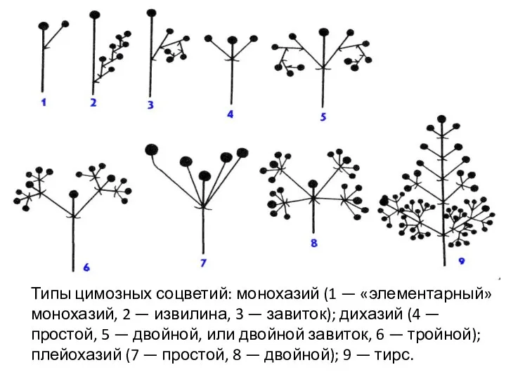 Типы цимозных соцветий: монохазий (1 — «элементарный» монохазий, 2 — извилина, 3