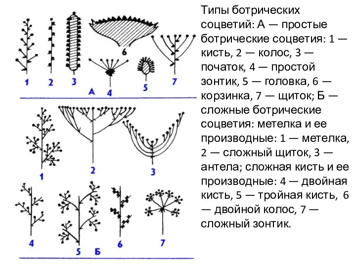 Типы ботрических соцветий: А — простые ботрические соцветия: 1 — кисть, 2