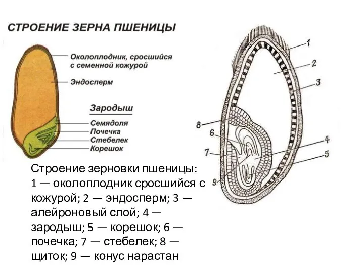 Строение зерновки пшеницы: 1 — околоплодник сросшийся с кожурой; 2 — эндосперм;