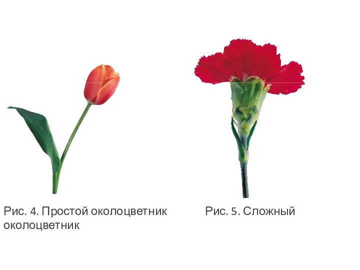 Рис. 4. Простой околоцветник Рис. 5. Сложный околоцветник