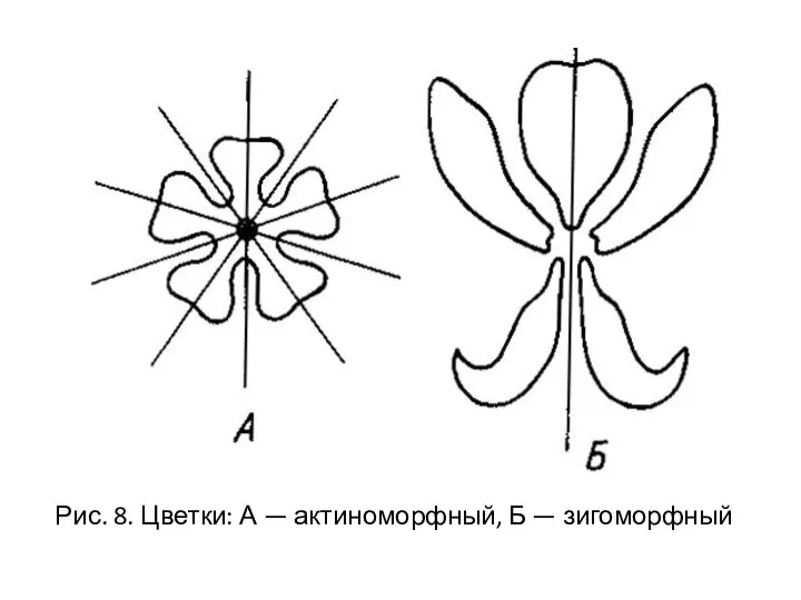 Рис. 8. Цветки: А — актиноморфный, Б — зигоморфный