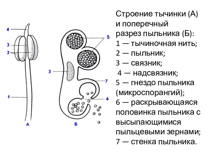 Строение тычинки (А) и поперечный разрез пыльника (Б): 1 — тычиночная нить;