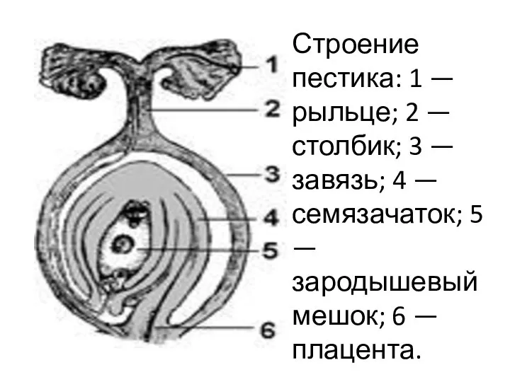 Строение пестика: 1 — рыльце; 2 — столбик; 3 — завязь; 4