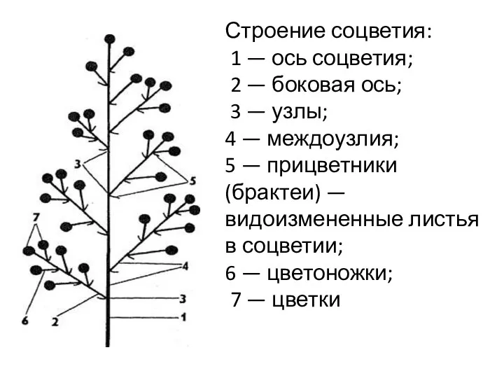 Строение соцветия: 1 — ось соцветия; 2 — боковая ось; 3 —