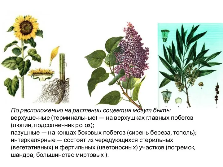 По расположению на растении соцветия могут быть: верхушечные (терминальные) — на верхушках