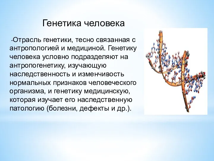 Генетика человека -Отрасль генетики, тесно связанная с антропологией и медициной. Генетику человека