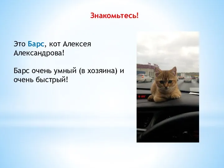Знакомьтесь! Это Барс, кот Алексея Александрова! Барс очень умный (в хозяина) и очень быстрый!