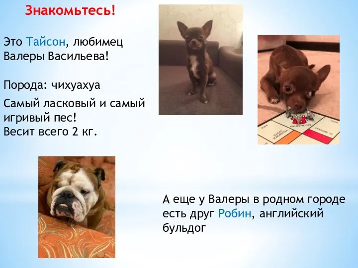 Это Тайсон, любимец Валеры Васильева! Порода: чихуахуа Знакомьтесь! Самый ласковый и самый