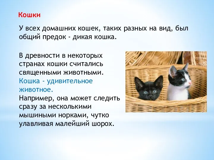 Кошки В древности в некоторых странах кошки считались священными животными. Кошка -