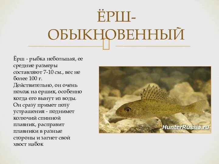 ЁРШ-ОБЫКНОВЕННЫЙ Ёрш - рыбка небольшая, ее средние размеры составляют 7-10 см., вес