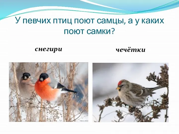 У певчих птиц поют самцы, а у каких поют самки? снегири чечётки