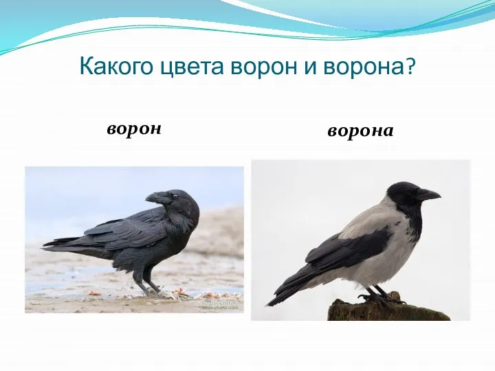 Какого цвета ворон и ворона? ворон ворона