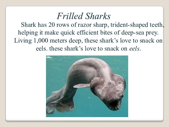 Frilled Sharks Shark has 20 rows of razor sharp, trident-shaped teeth, helping