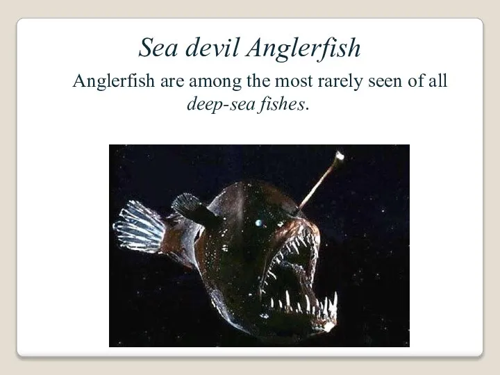 Sea devil Anglerfish Anglerfish are among the most rarely seen of all deep-sea fishes.