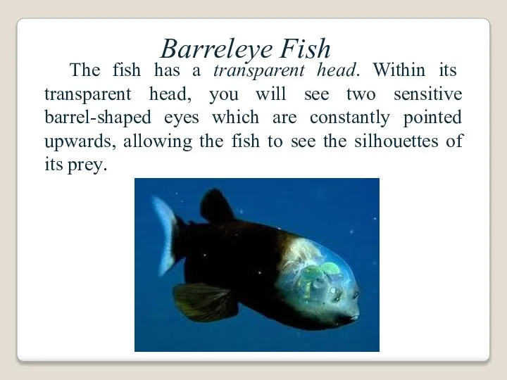 Barreleye Fish The fish has a transparent head. Within its transparent head,