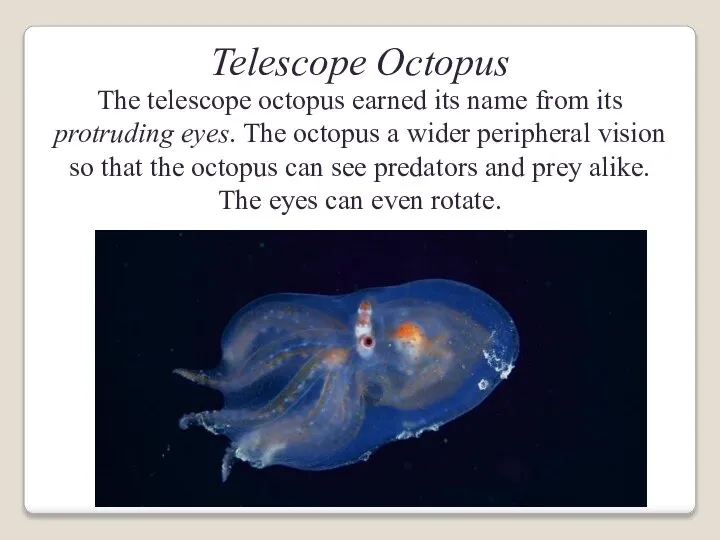 Telescope Octopus The telescope octopus earned its name from its protruding eyes.