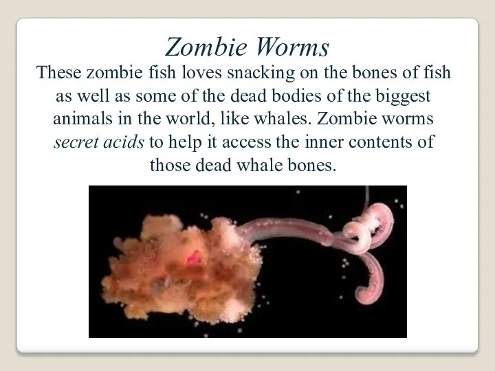 Zombie Worms These zombie fish loves snacking on the bones of fish