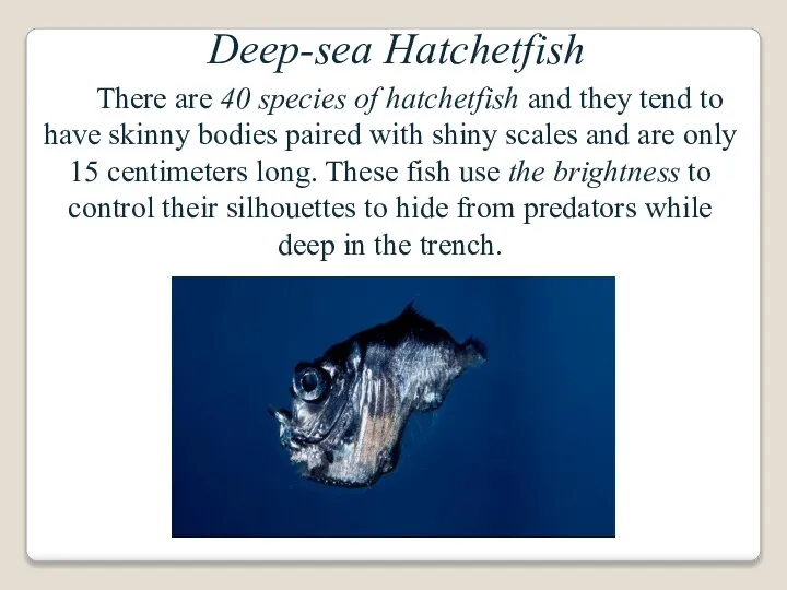 Deep-sea Hatchetfish There are 40 species of hatchetfish and they tend to