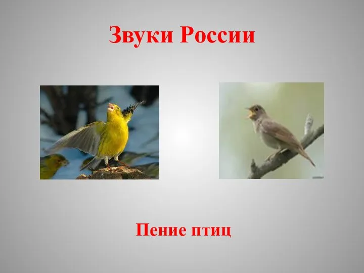 Звуки России Пение птиц