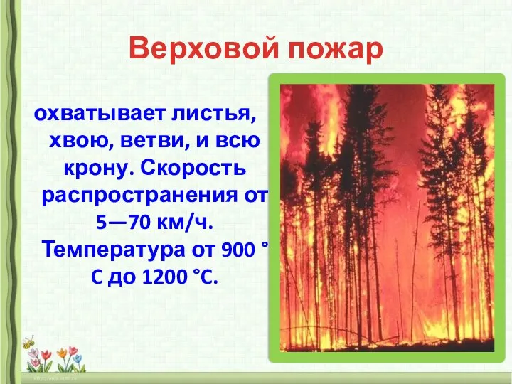 Верховой пожар охватывает листья, хвою, ветви, и всю крону. Скорость распространения от