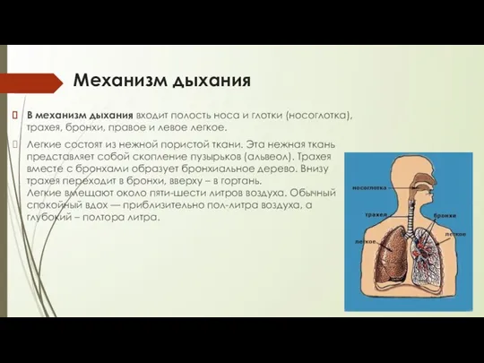 Механизм дыхания В механизм дыхания входит полость носа и глотки (носоглотка), трахея,