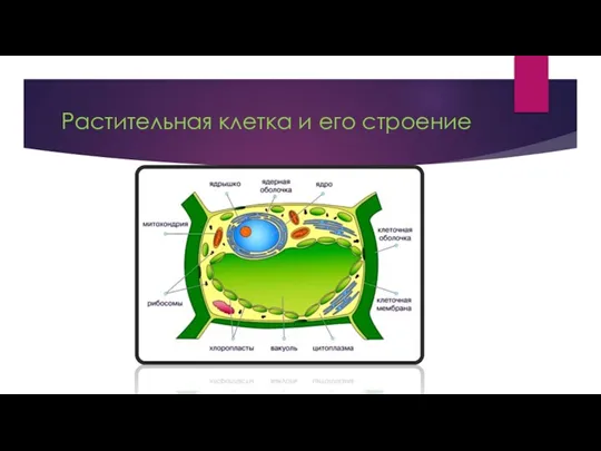 Растительная клетка и его строение