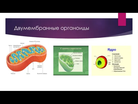 Двумембранные органоиды