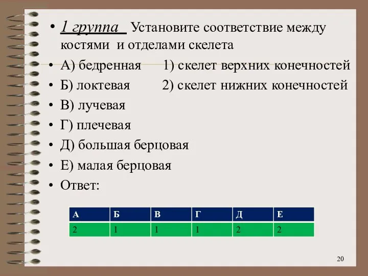 1 группа Установите соответствие между костями и отделами скелета А) бедренная 1)