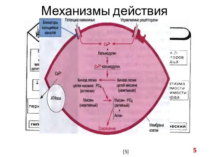 Механизмы действия [5]