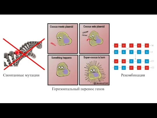 Спонтанные мутации Горизонтальный перенос генов Рекомбинация