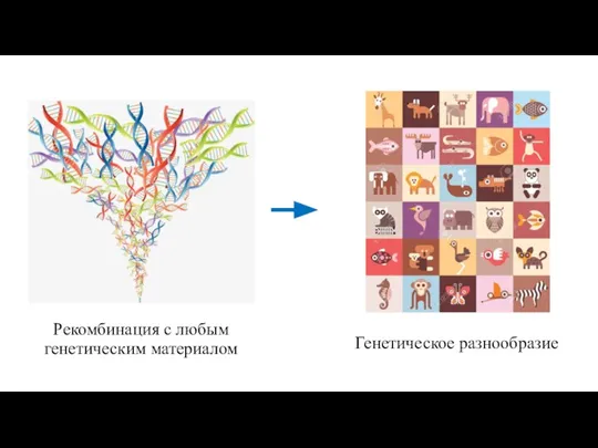 Рекомбинация с любым генетическим материалом Генетическое разнообразие