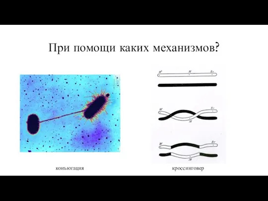 При помощи каких механизмов? конъюгация кроссинговер