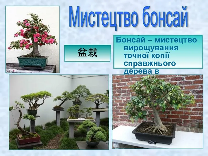 Бонса́й – мистецтво вирощування точної копії справжнього дерева в мініатюрі. Мистецтво бонсай 盆栽