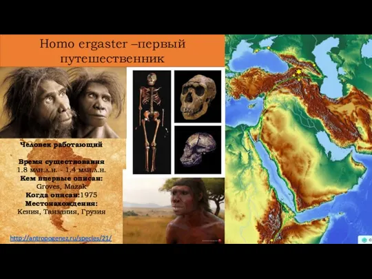 Homo ergaster –первый путешественник Человек работающий Время существования 1.8 млн.л.н. - 1.4