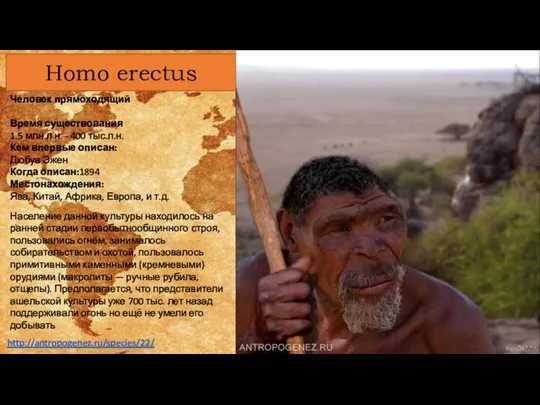 Homo erectus Человек прямоходящий Время существования 1.5 млн.л.н. - 400 тыс.л.н. Кем