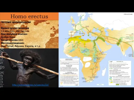 Homo erectus Человек прямоходящий Время существования 1.5 млн.л.н. - 400 тыс.л.н. Кем