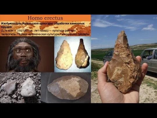 Homo erectus Изобретатель Ашельской культуры обработки каменных орудий (1,76 млн — 150/120