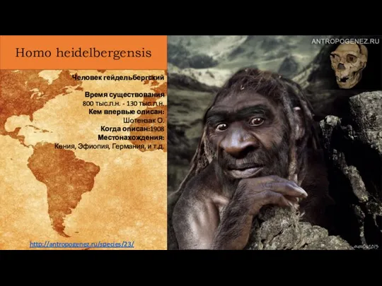 Homo heidelbergensis Человек гейдельбергский Время существования 800 тыс.л.н. - 130 тыс.л.н. Кем