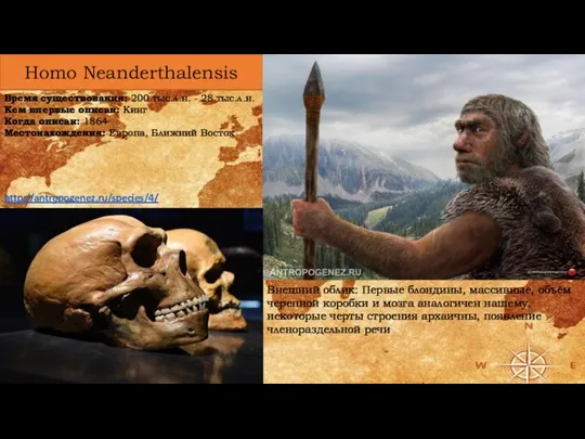 Homo Neanderthalensis Время существования: 200 тыс.л.н. - 28 тыс.л.н. Кем впервые описан: