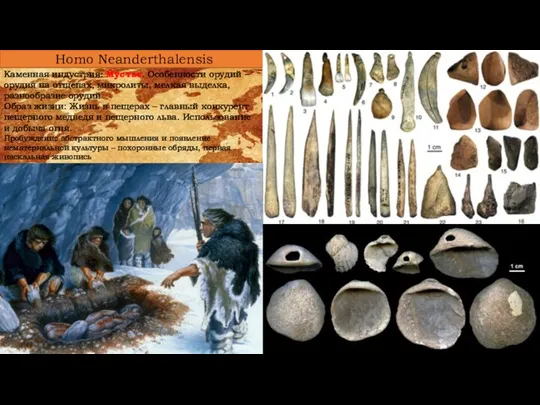 Homo Neanderthalensis Каменная индустрия: Мустье. Особенности орудий – орудия на отщепах, микролиты,