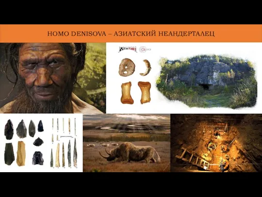 HOMO DENISOVA – АЗИАТСКИЙ НЕАНДЕРТАЛЕЦ След. Слайд – череп из Тутавеля, изменение